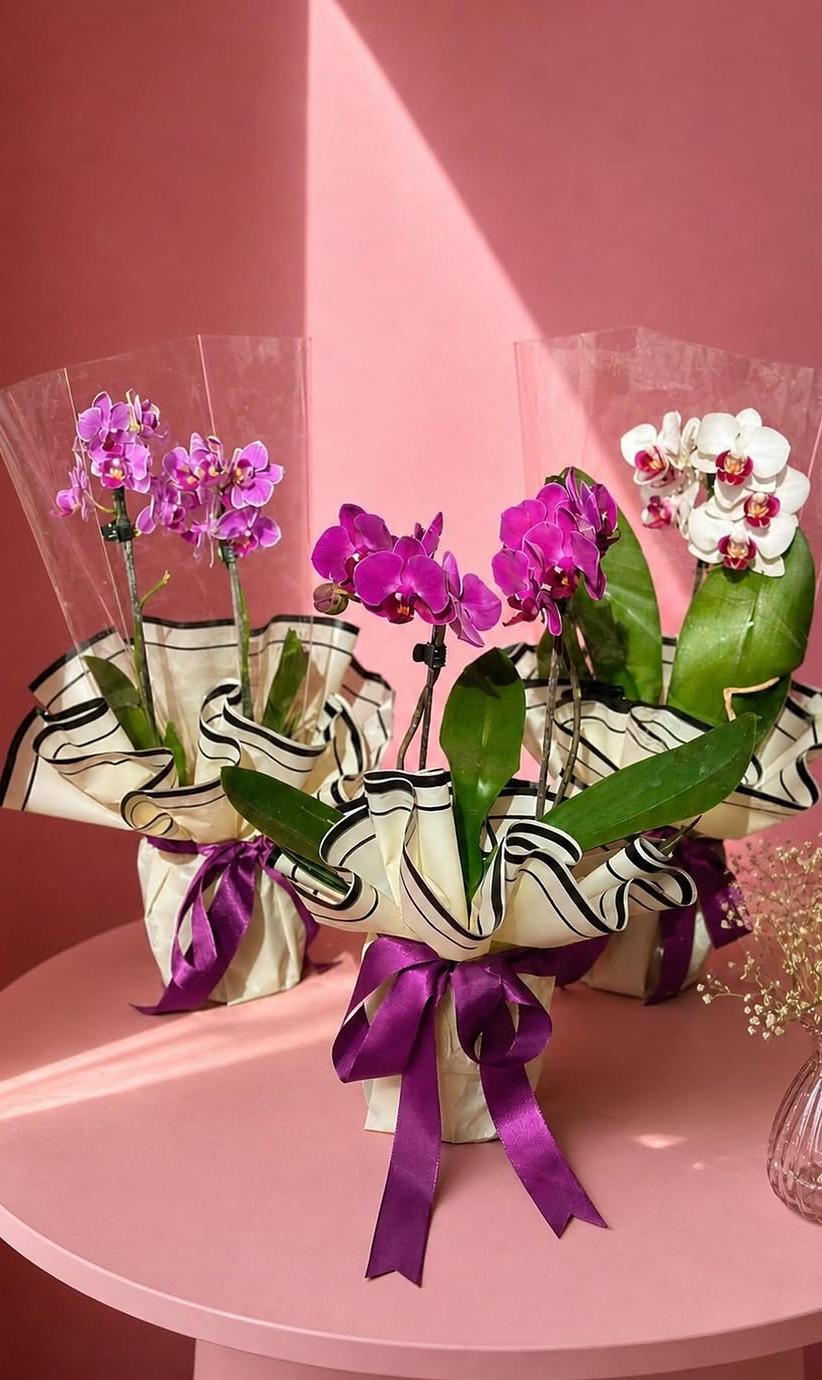 Mini orquídea